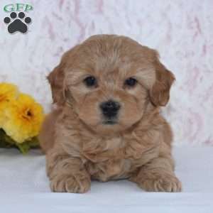Conley, Mini Goldendoodle Puppy
